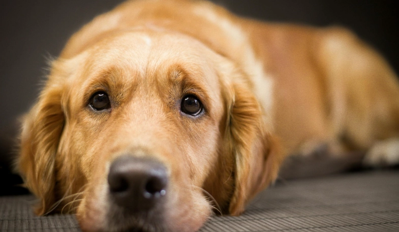 黃金獵犬訓練方法