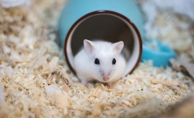 倉鼠必需品清單