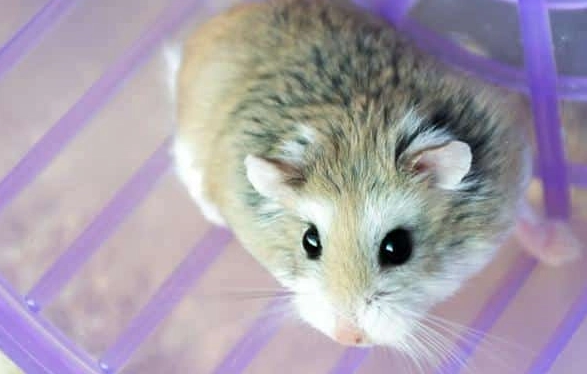 倉鼠照顧技巧