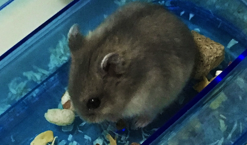 倉鼠飼養注意事項