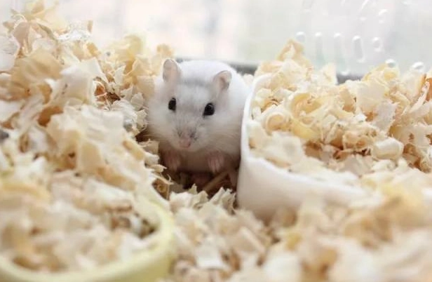 養倉鼠注意事項