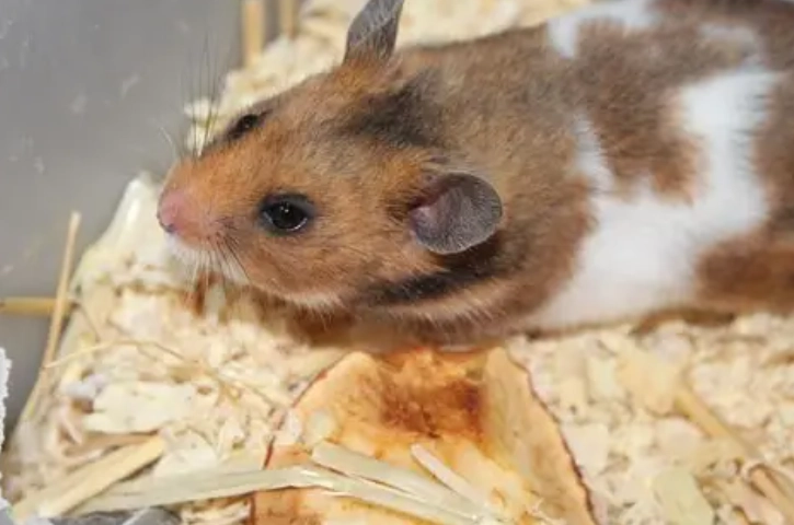 黃金鼠飼養技巧