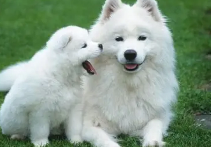 鹽水催吐方法 鹽水催吐方法