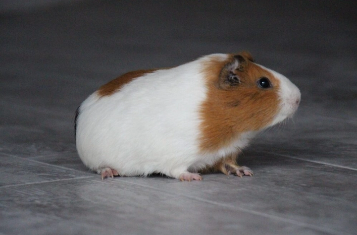 黃金鼠飼養技巧