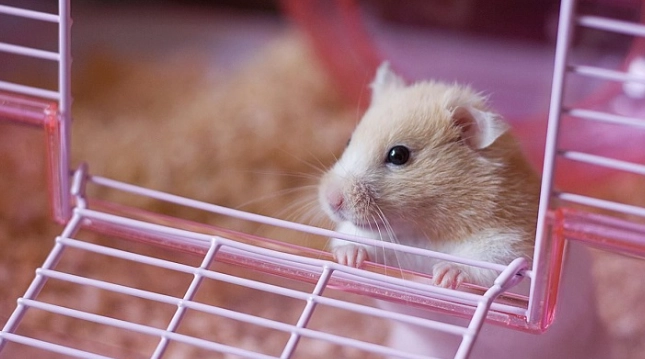 倉鼠籠子選擇