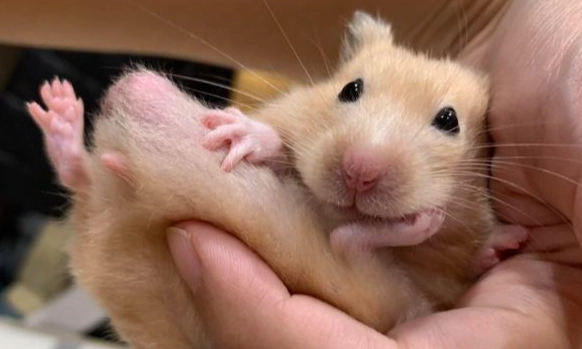 黃金鼠飼養技巧