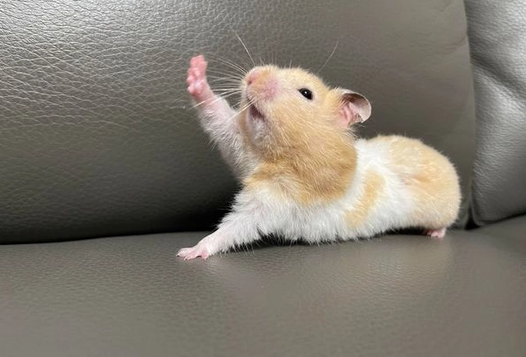 黃金鼠合籠成功