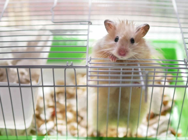 養倉鼠注意事項