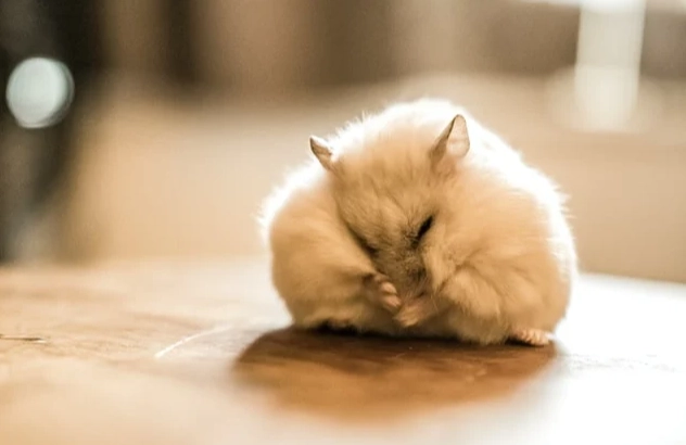 老公公鼠 打架處理