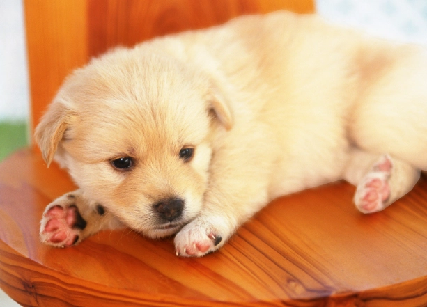 狗狗誤食巧克力