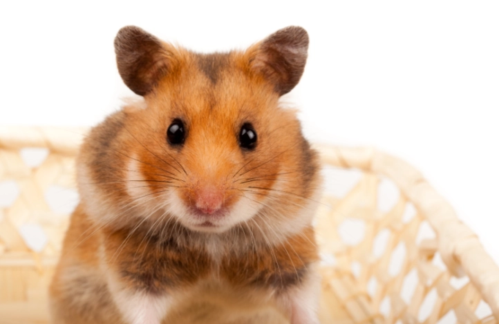 什麼倉鼠可以合籠