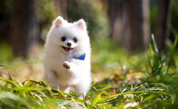 雙氧水催吐劑量