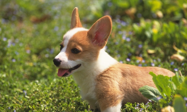 狗狗誤食巧克力