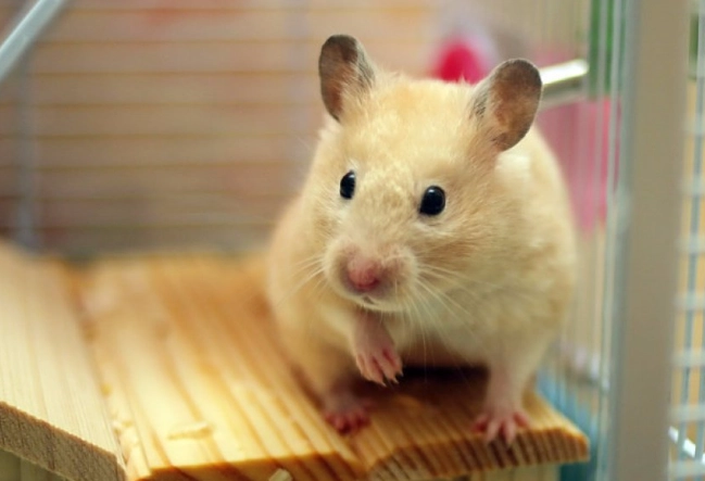 倉鼠籠子選擇