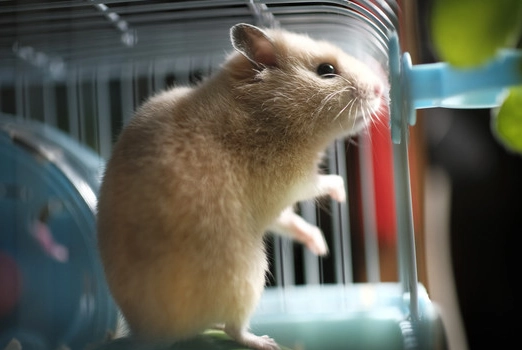 倉鼠飼養新手