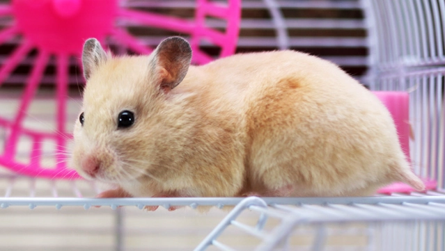 養倉鼠注意事項