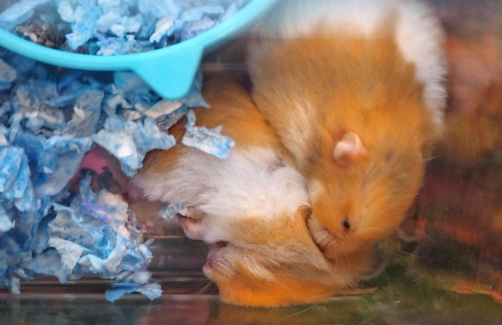 老公公鼠 打架處理