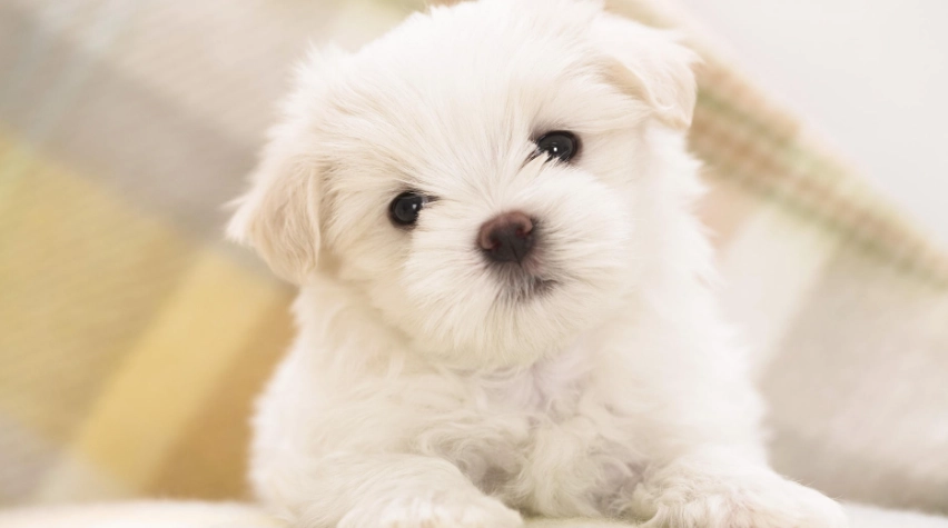 寵物急救 寵物急救