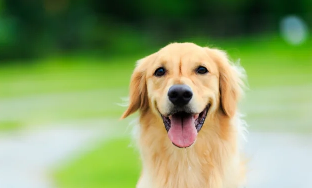 金毛尋回犬智商