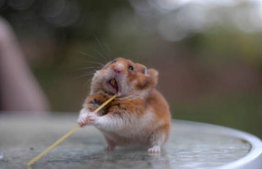 倉鼠飼養注意事項