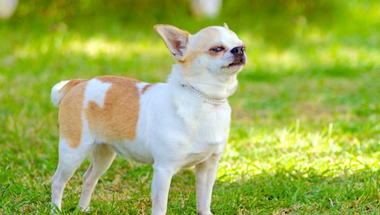 鹽水催吐方法 鹽水催吐方法