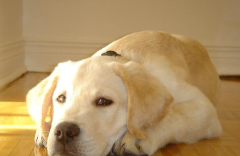 寵物急救 寵物急救