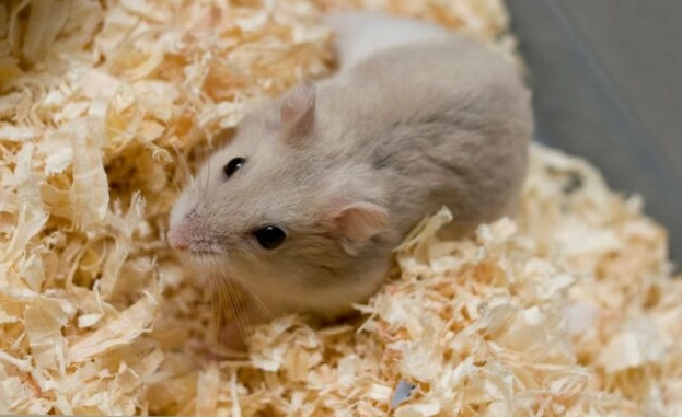 倉鼠照顧技巧