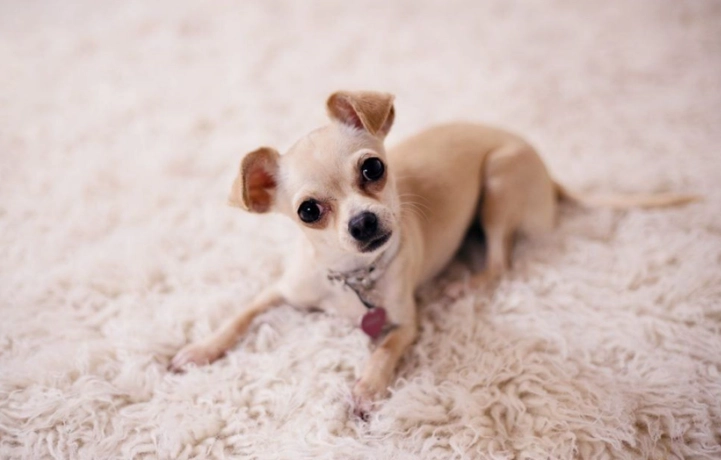 寵物飼養建議 寵物飼養建議