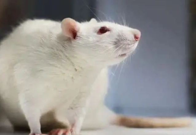 實驗大鼠 飼養 實驗大鼠 飼養