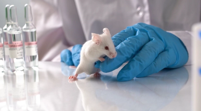 實驗小白鼠小說