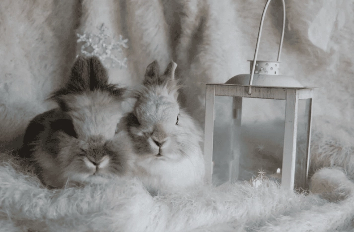 台灣寵物排行全解析：最受歡迎寵物種類與飼養指南