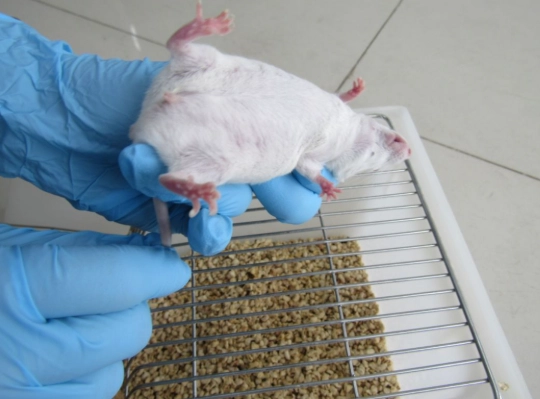 實驗大鼠 照護 實驗大鼠 照護