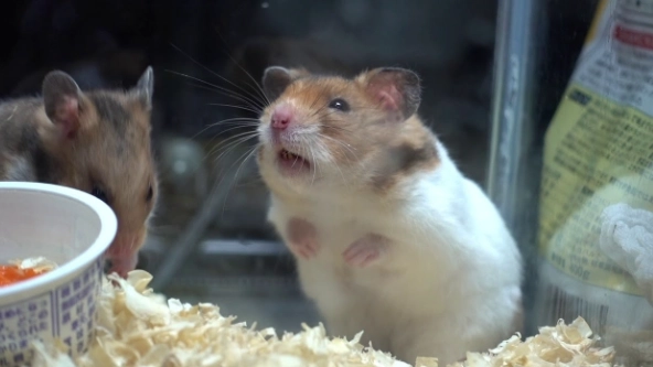 倉鼠死前叫聲 倉鼠死前叫聲