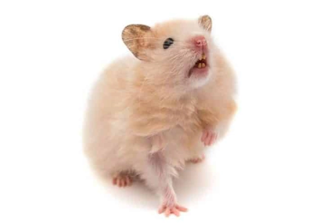 倉鼠快死的前兆有哪些？飼主必看的關鍵跡象與應對指南