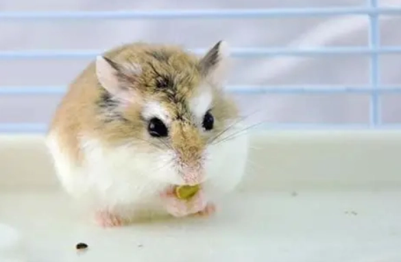 倉鼠快死前兆 倉鼠快死前兆