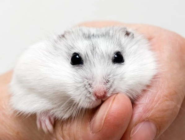 溫順倉鼠品種