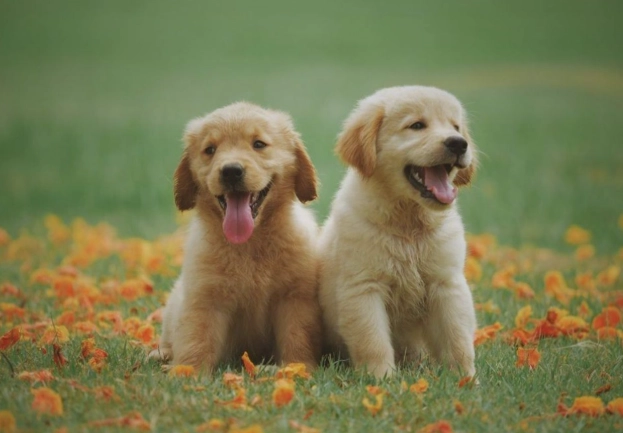 最受歡迎寵物 最受歡迎寵物