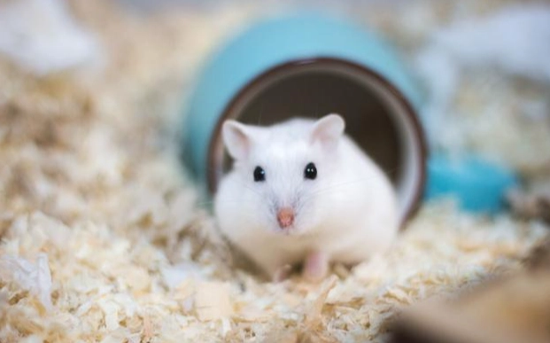 哪種倉鼠不咬人？黃金鼠、坎貝爾倉鼠等溫順品種推薦與飼養技巧