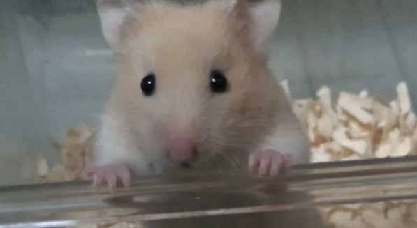 倉鼠臨終症狀