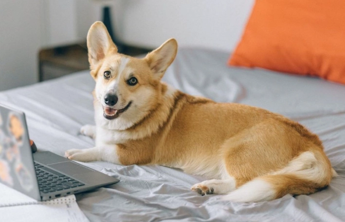 寵物飼養建議 寵物飼養建議