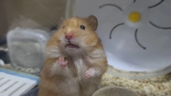 倉鼠臨終徵兆 倉鼠臨終徵兆