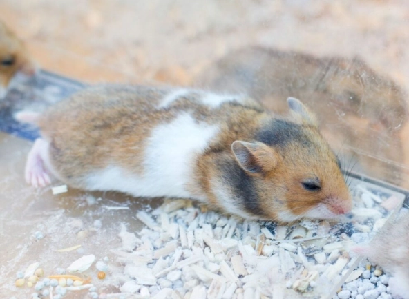 倉鼠急救方法