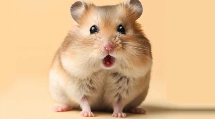 倉鼠臨終症狀 倉鼠臨終症狀