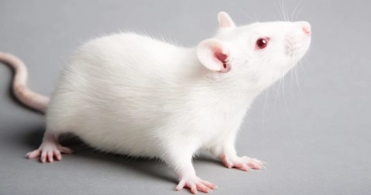 實驗小鼠壽命終極指南：從基礎知識到延長秘訣