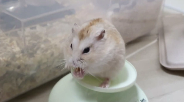 倉鼠死前叫聲 倉鼠死前叫聲