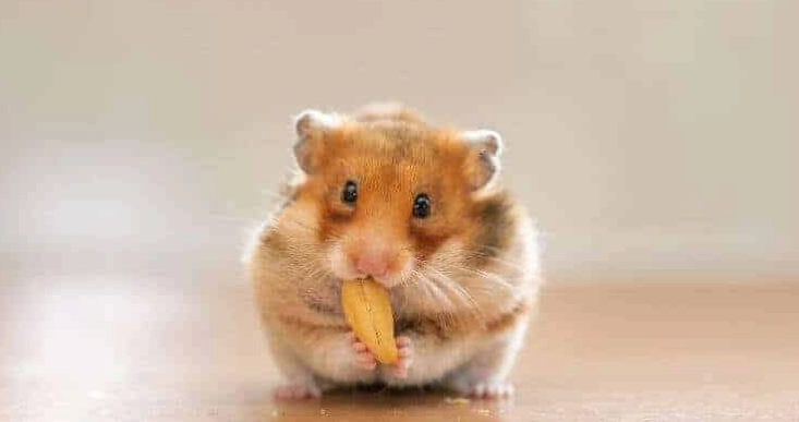 倉鼠快死前兆 倉鼠快死前兆