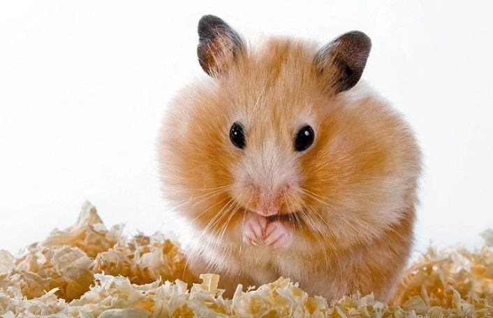 倉鼠臨終症狀 倉鼠臨終症狀