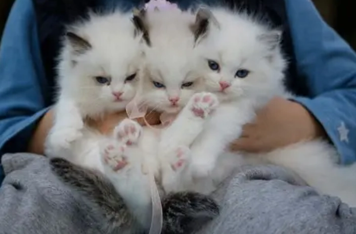 寵物KOL全攻略：從零開始打造你的毛孩影響力