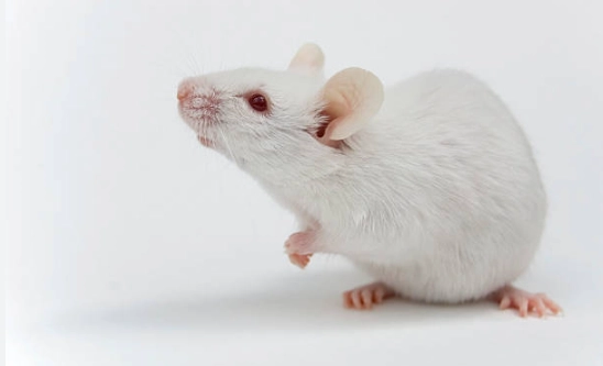 實驗鼠飼養 實驗鼠飼養