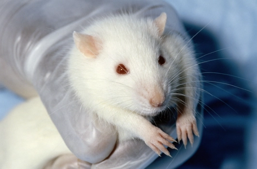 小鼠壽命管理 小鼠壽命管理